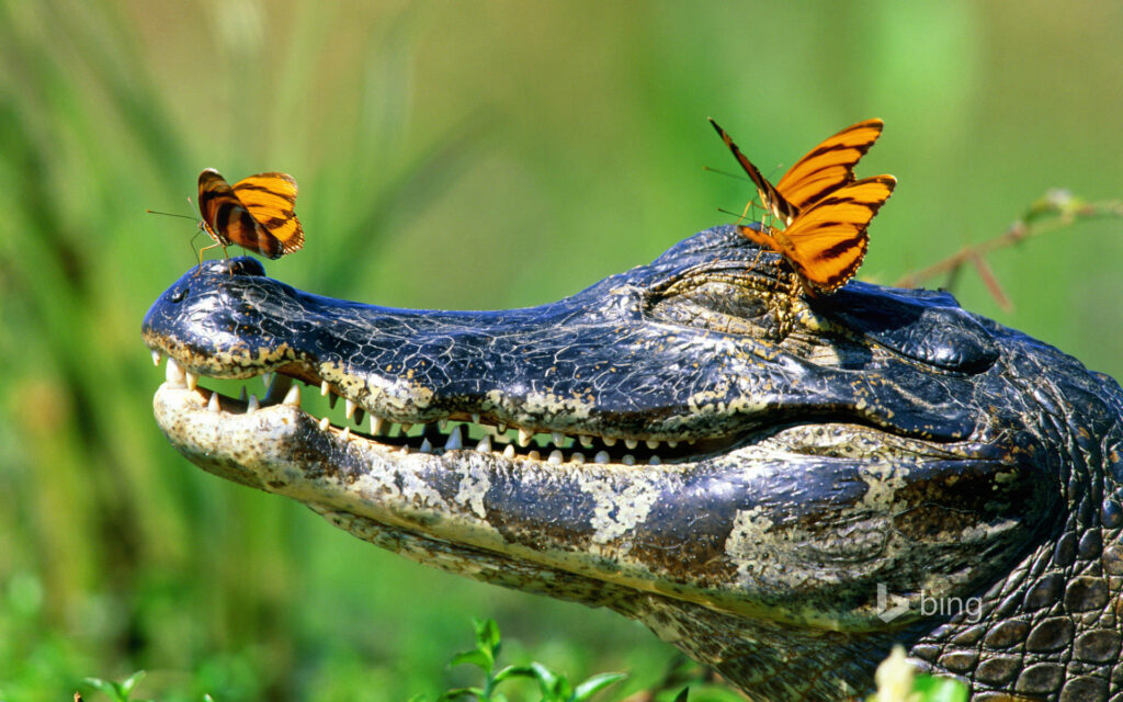 Serene Caiman with Orange Butterflies on Lush Green Wallpaper