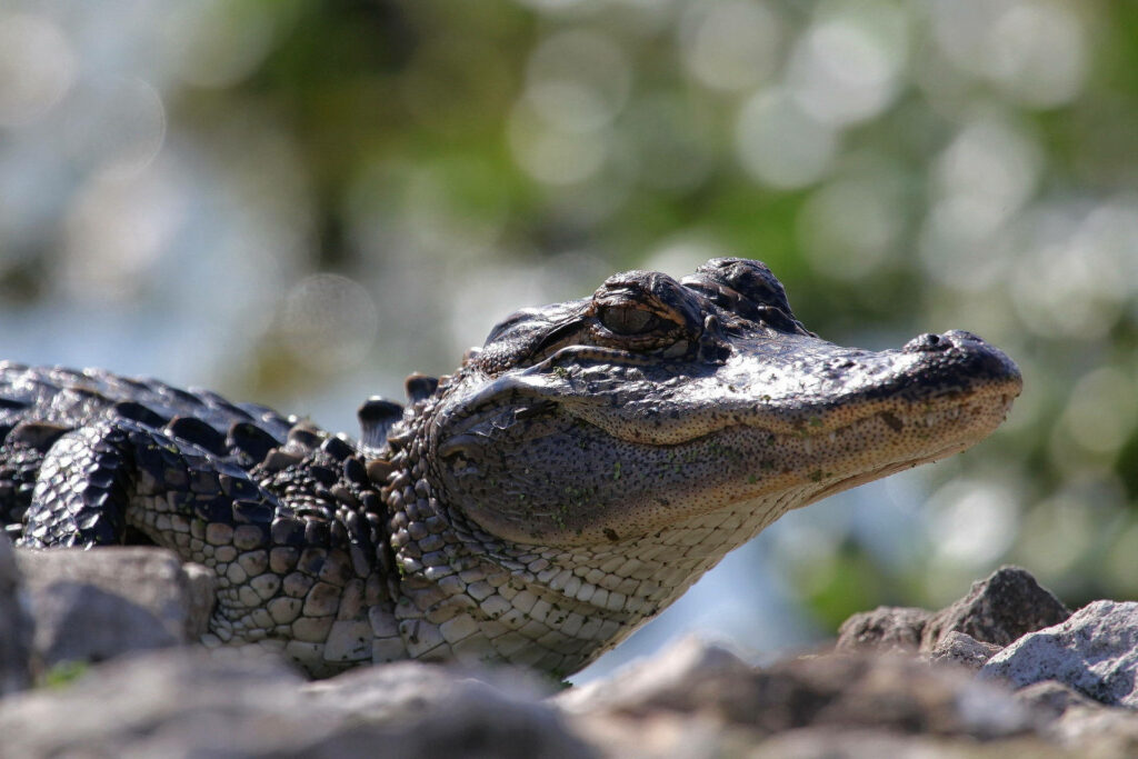 Serene Caiman Wallpaper: Detailed Scales on Rocky Terrain Background
