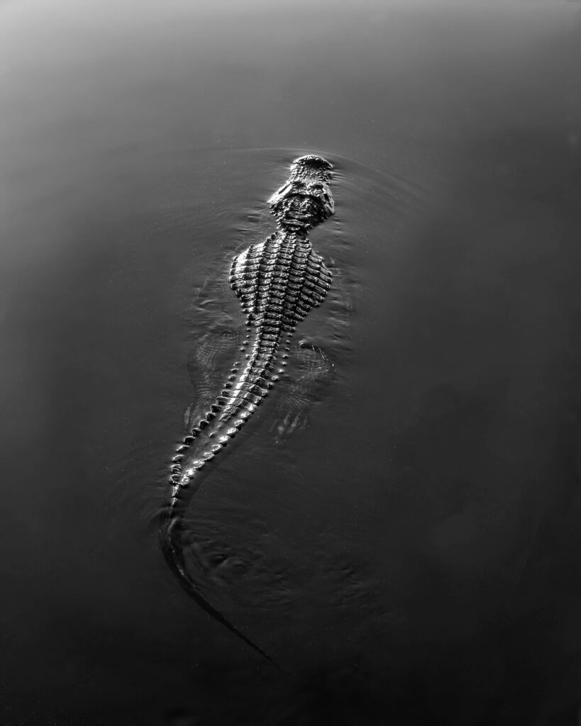 Serene Black and White Caiman Wallpaper: Texture & Calm Water