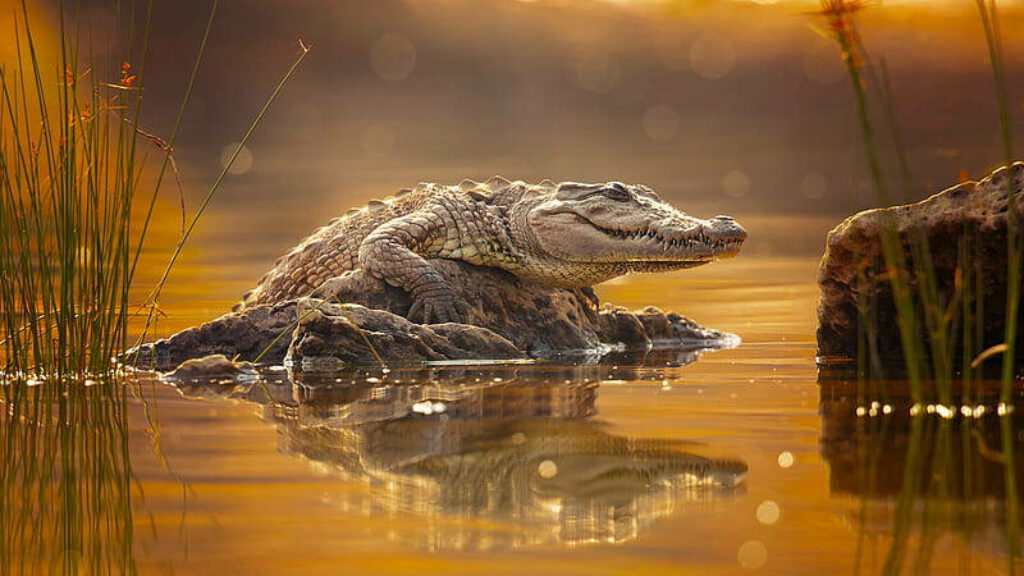 Caiman Basking on Rocks: Serene Golden-Hued Nature Wallpaper