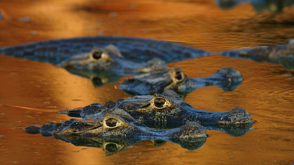 Serene Caiman Wallpaper: Warm Sunset Reflections on Water