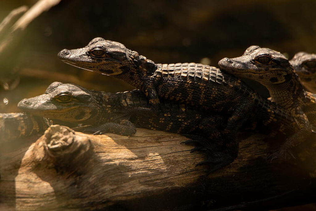 Young Caimans Basking Together: Serene Nature Wallpaper Background