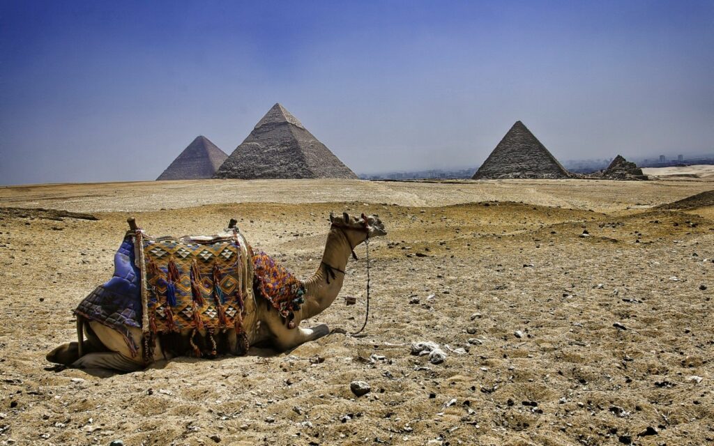 Serene Desert Wallpaper: Camel and Pyramids Under Blue Sky