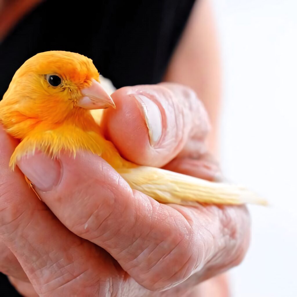 Serene Care: Close-Up of a Hand and a Vibrant Yellow Canary Wallpaper