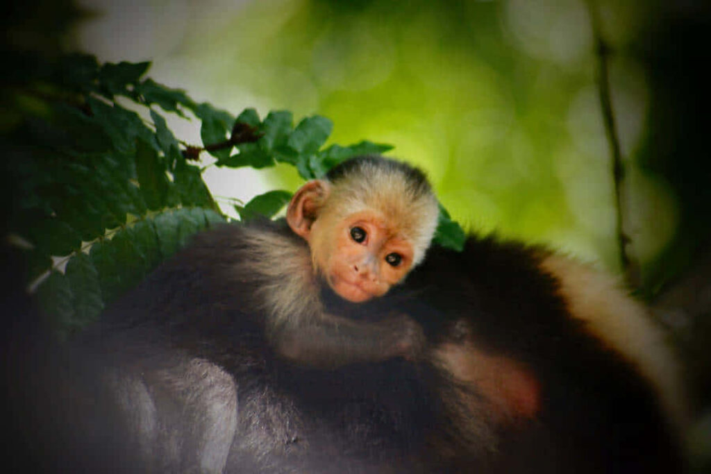 Serene Capuchin Monkey Wallpaper Amidst Lush Green Foliage