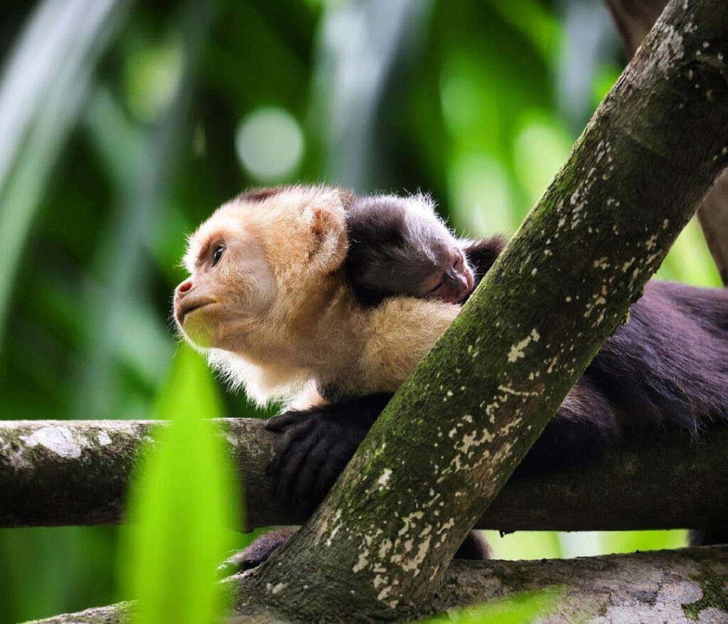 Tranquil Capuchin Monkey Wallpaper: Serene Nature Background