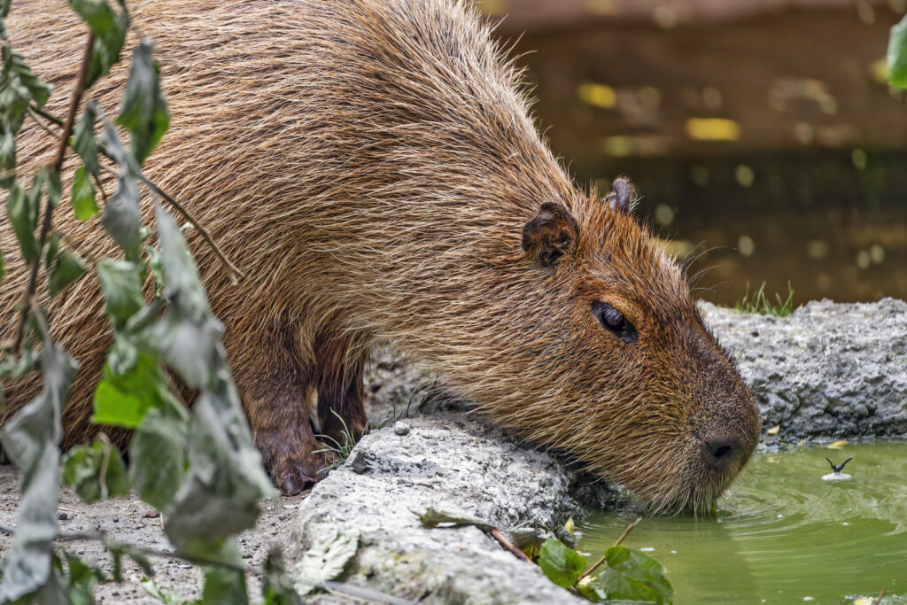 Calm Capybara by Water: Serene Green Leafy Wallpaper Background