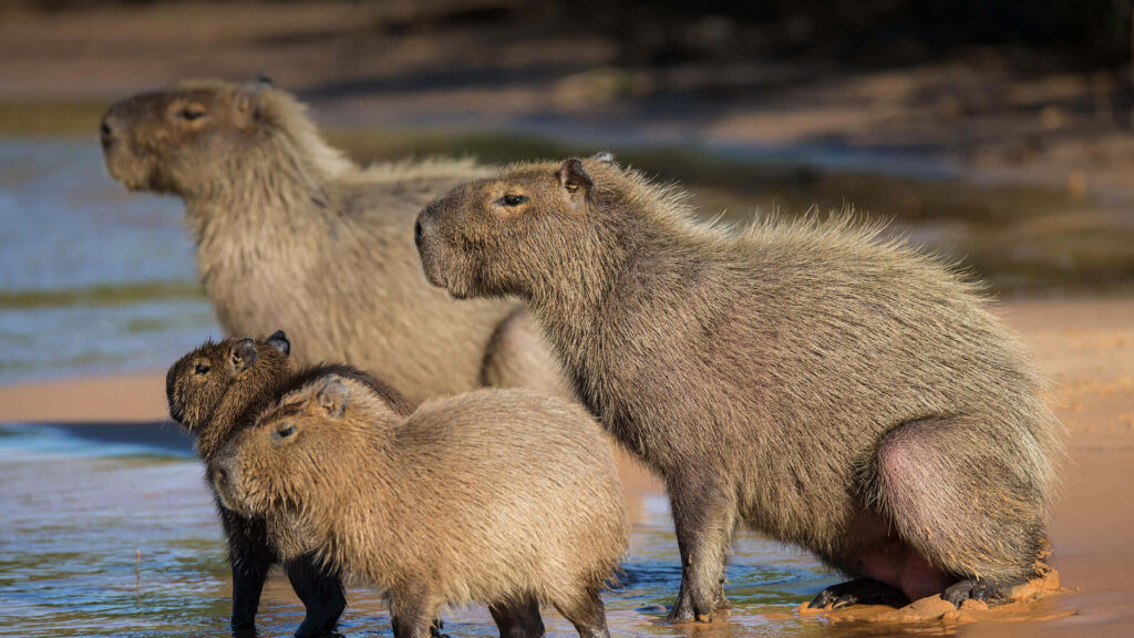 Serene Capybara Family at Water's Edge - Nature Wallpaper