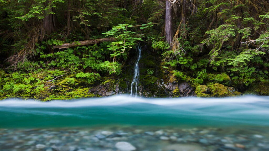 Majestic Bacon Creek flowing through the lush jungles of Washington - USA Wallpaper