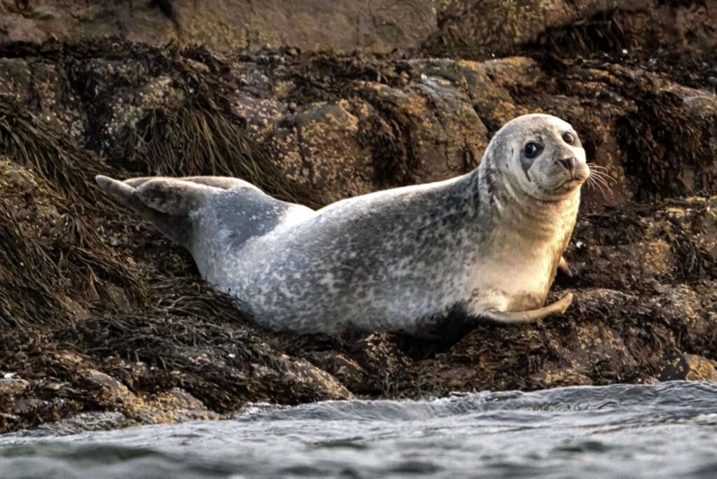 Caspian Seal resting on algae-covered rocky shore with grey-speckled coat coastal wallpaper background