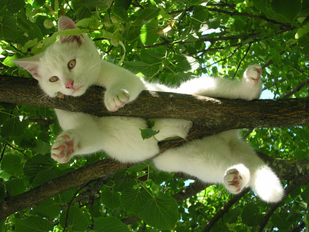 Whiskers Up: Serene White Cat Sets Paw on Tranquil Tree Perch Wallpaper