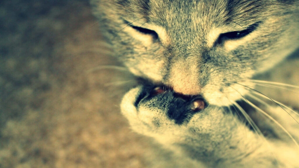 “Serene Cat Close-Up: Gentle Grooming Wallpaper for Calm Atmosphere”