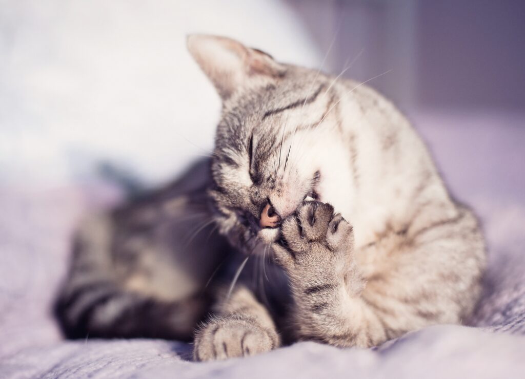 Serene Cat Grooming Wallpaper: Close-Up of a Relaxed Feline