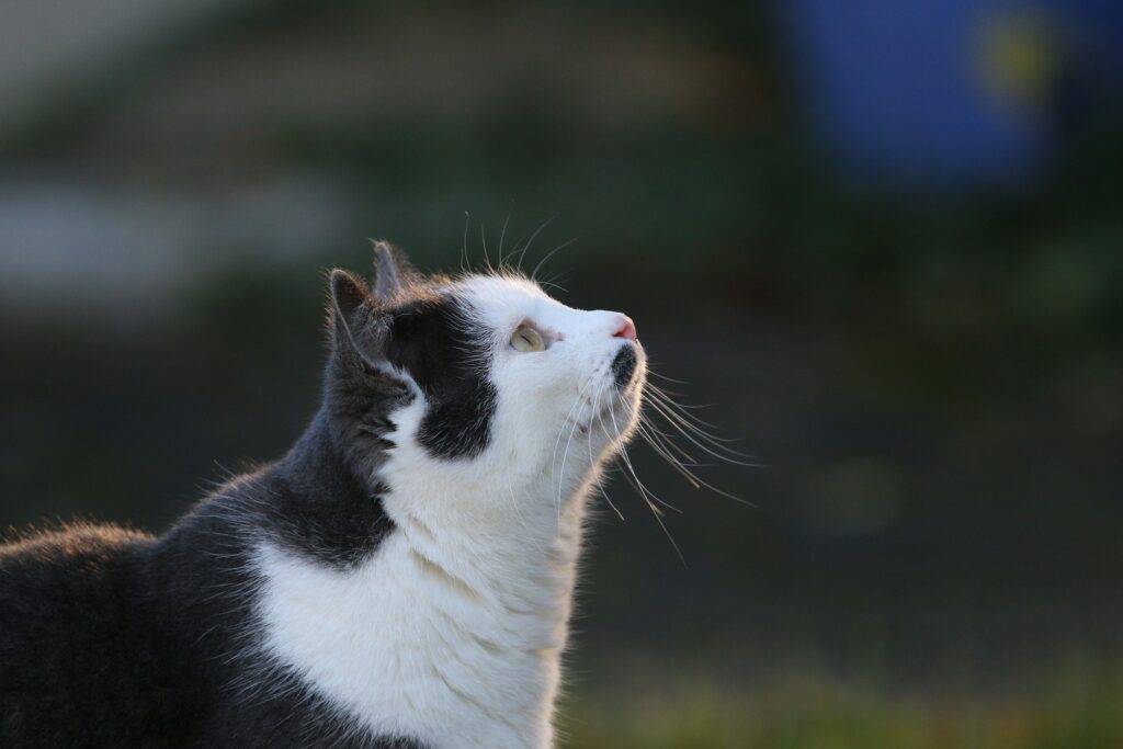Serene Cat Profile Wallpaper: Focused Gaze with Blurred Background