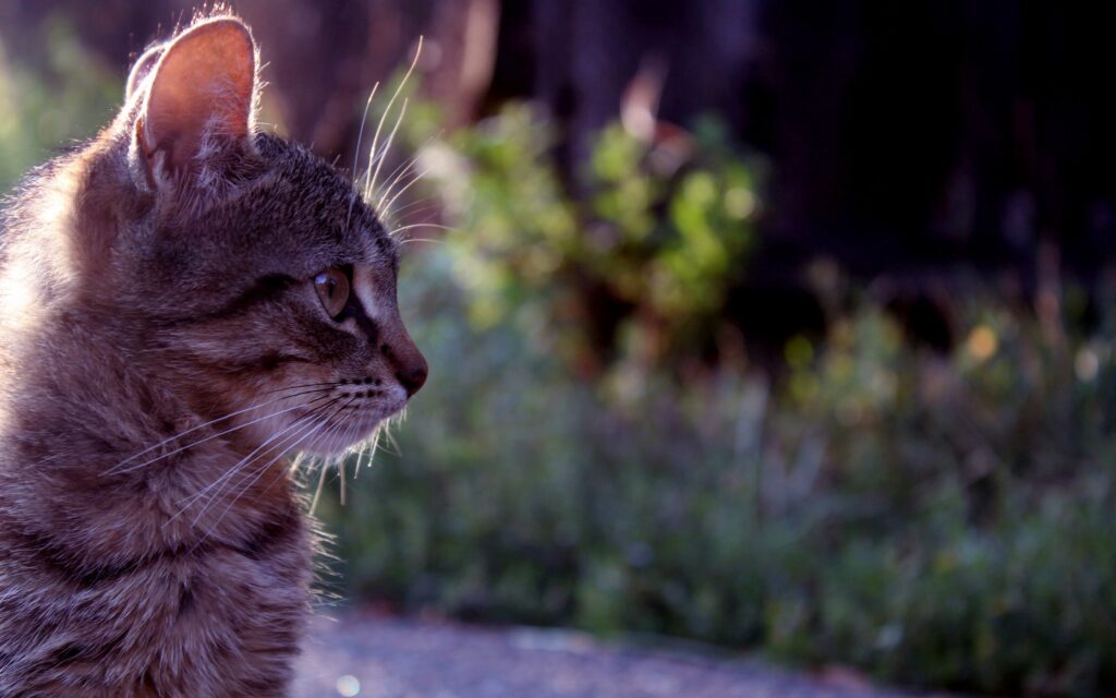 Serene Cat Profile Wallpaper: Intricate Fur & Garden Background