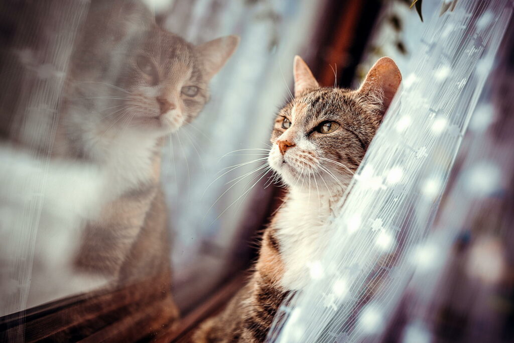 Serene Cat Reflection Wallpaper: Peaceful Window Scene 2048x1365