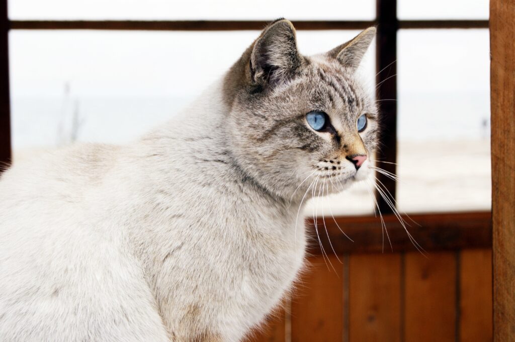 Tranquil Cat Wallpaper: Blue-Eyed Feline Gazing Out Window