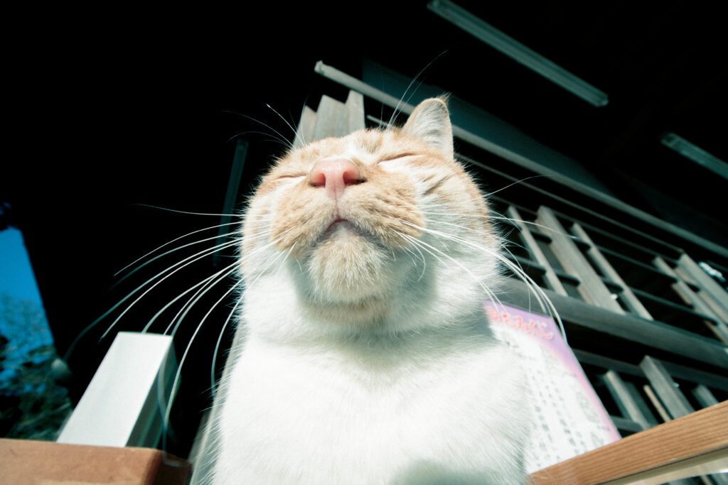 Sunlit Serenity: Close-Up of a Happy Cat Wallpaper