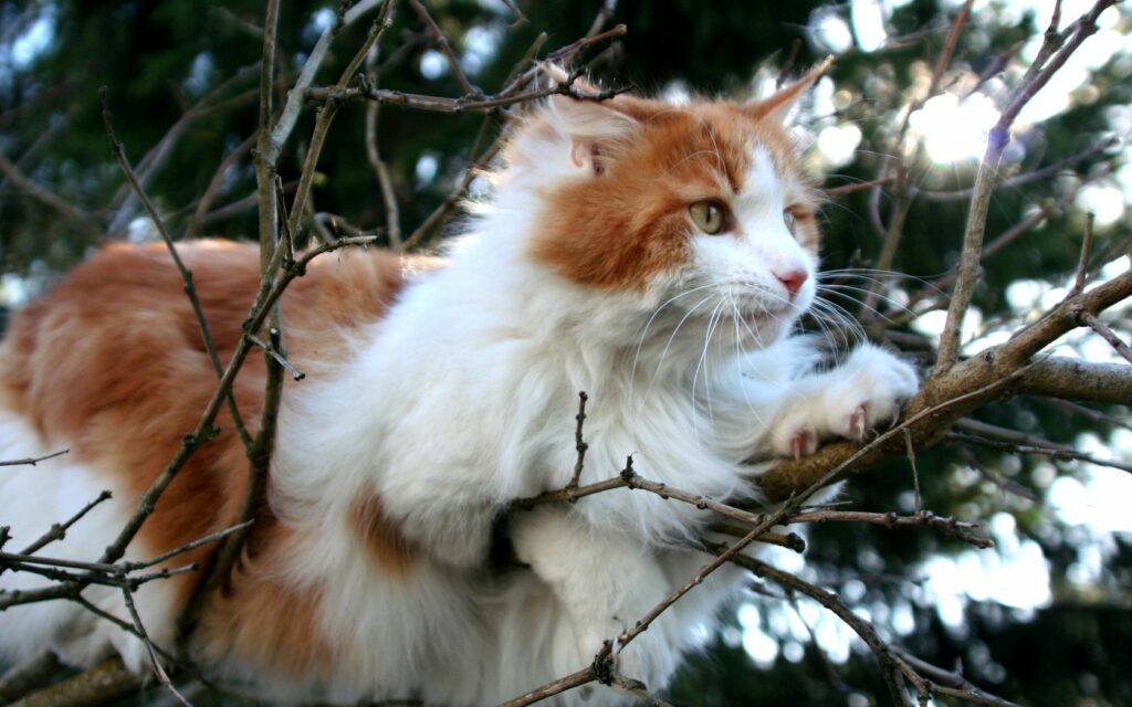 Fluffy Cat on Tree Branches in Serene Greenery Wallpaper