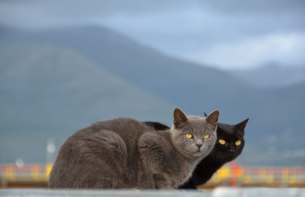 Tranquil Cat Wallpaper: Gray & Black Cats with Misty Mountain Backdrop