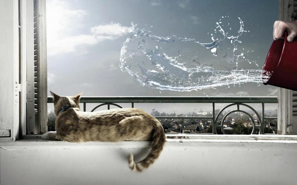 Peaceful Cat on Windowsill Wallpaper with Water Splash Surprise