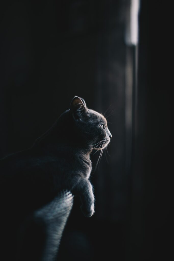 Serene Cat Profile Wallpaper: Softly Lit on Dark Background