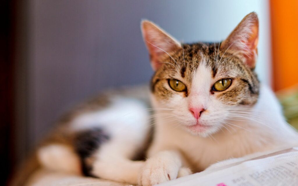 Serene Spotted Cat Wallpaper - Relaxed & Tranquil Background