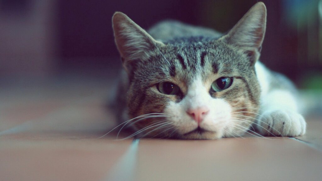 Serene Cat Lying Down: Relaxing Wallpaper with Soft Background