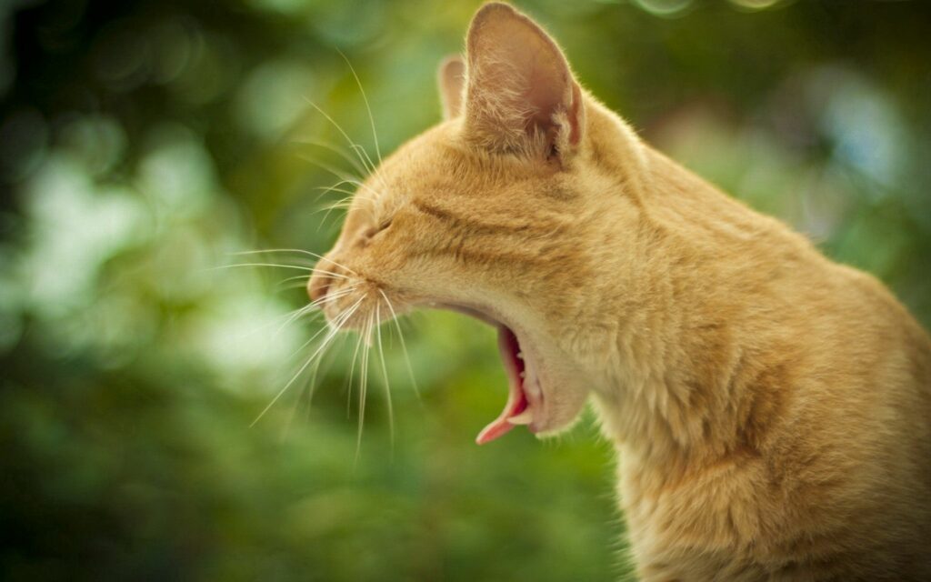Tranquil Cat Yawning Wallpaper with Soft Green Background