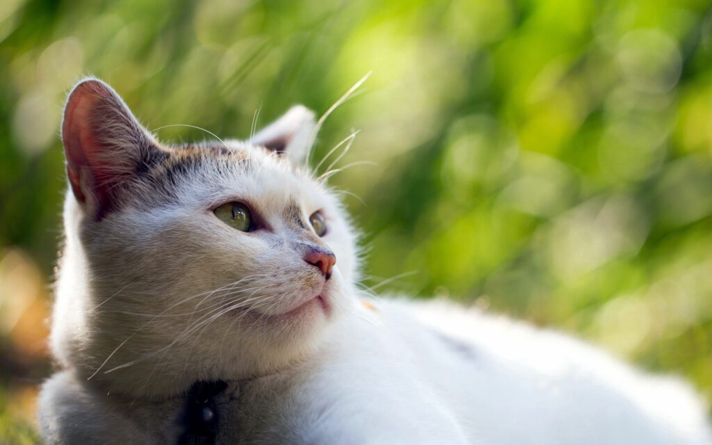 Serene Cat Close-Up Wallpaper with Soft Green Background