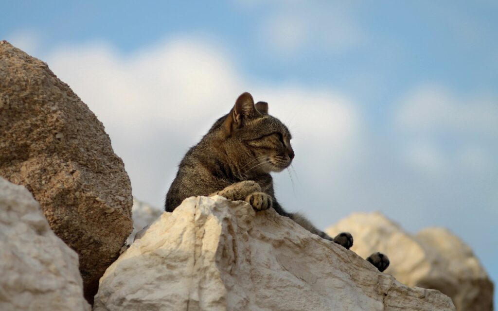 Calm Cat on Sunlit Rocks Beneath a Soft, Cloudy Sky Wallpaper