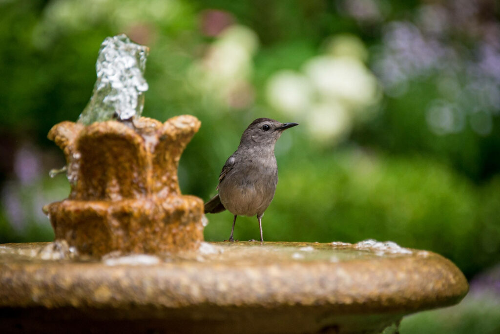 Tranquil Catbird by Fountain: Serene Green Background Wallpaper
