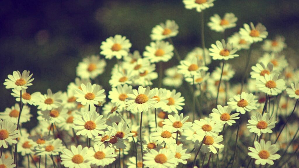 Serene Chamomile Field Wallpaper: Calming Floral Background Art