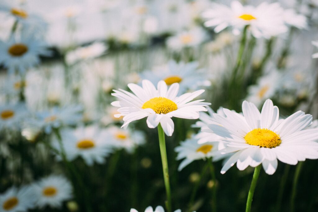Serene Chamomile Flower Wallpaper: Nature's Tranquil Background