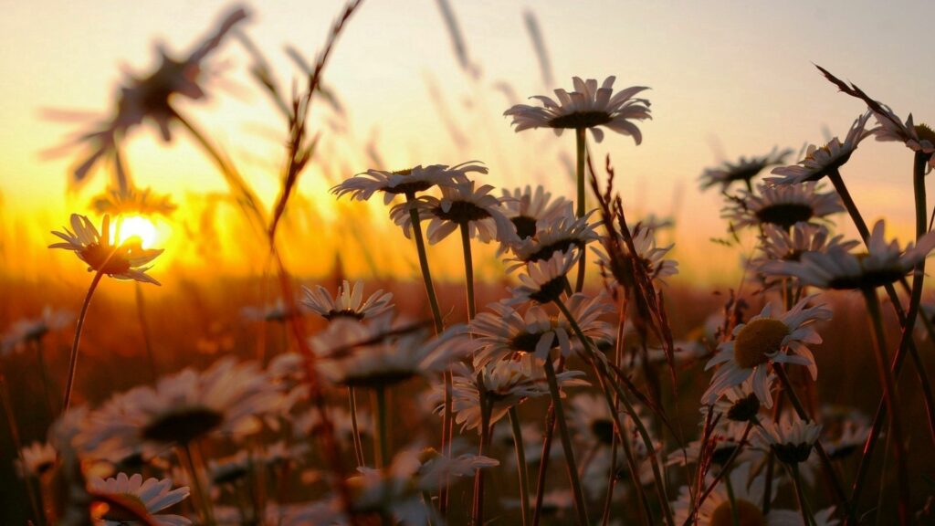 Serene Chamomile Field at Sunset - Nature's Peaceful Background Wallpaper