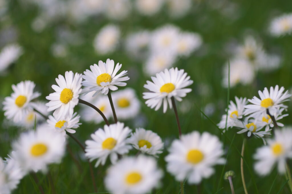 Serene Chamomile Field Wallpaper - Nature's Tranquility Background