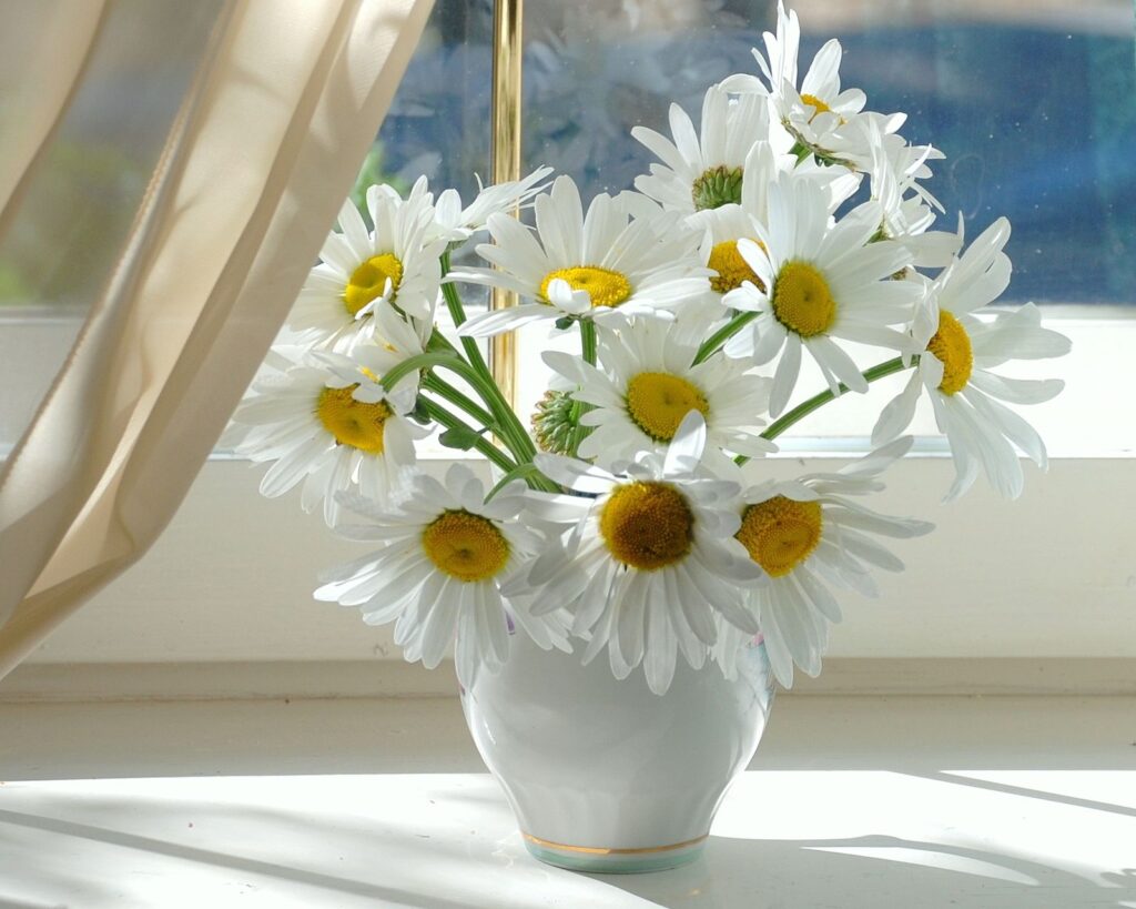 Serene Chamomile Flowers in a White Vase - Peaceful Window Sill Background Wallpaper