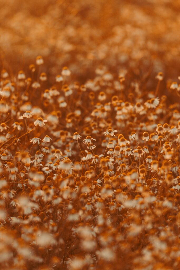 Serene Chamomile Field Wallpaper: Soothing Natural Landscape Background