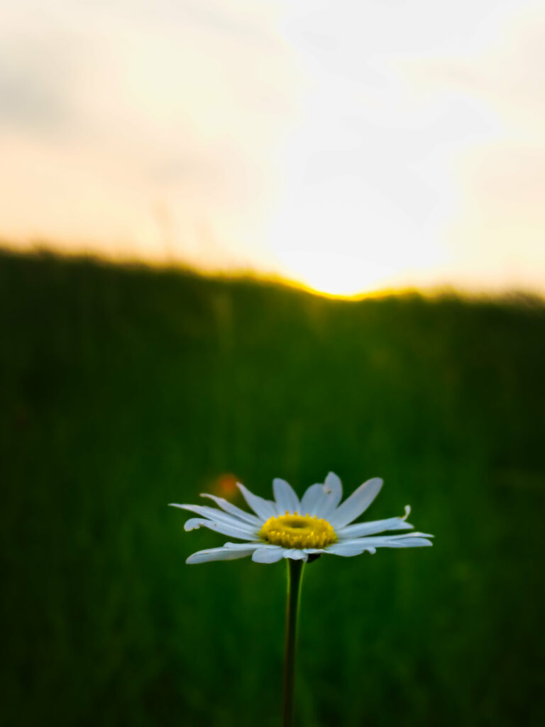 Serene Chamomile Wallpaper: Minimalist Floral with Soft Sunset Glow