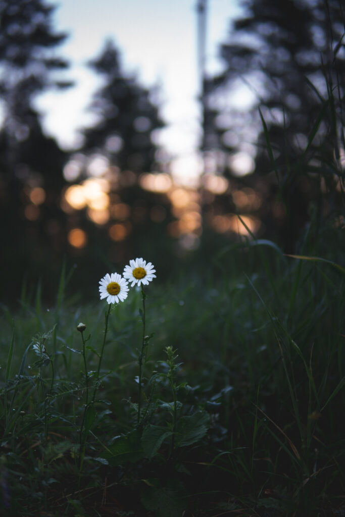 Serene Chamomile Flowers Wallpaper with Blurred Natural Background