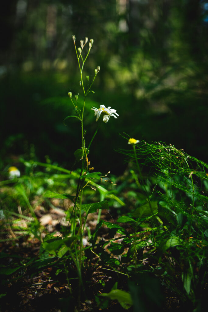Serene Chamomile Macro: Nature's Beauty in a Green Wallpaper