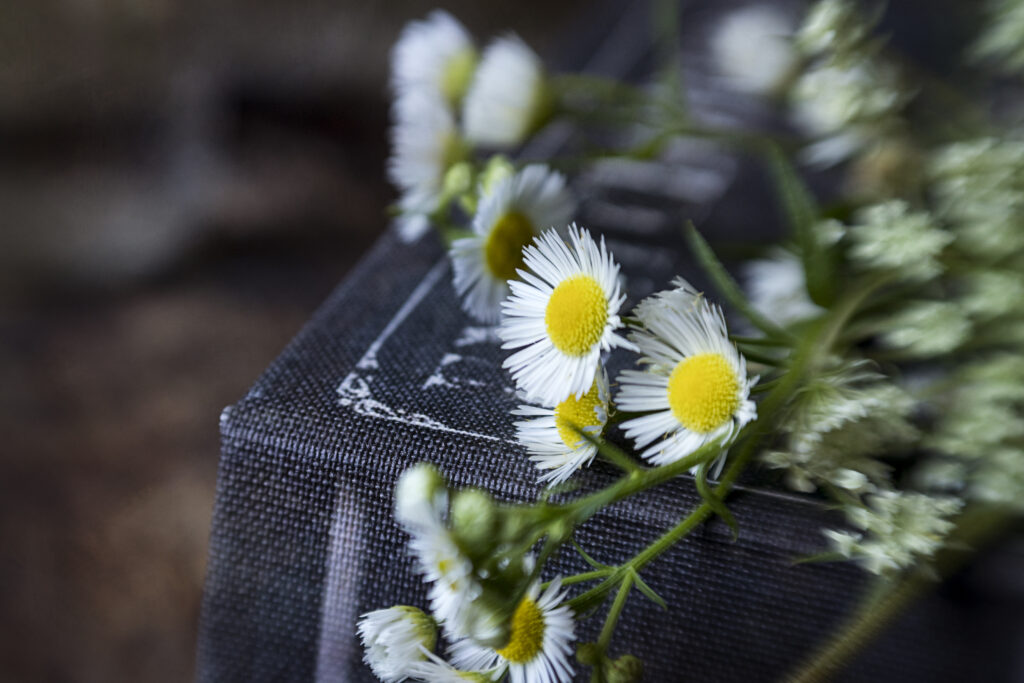 Serene Chamomile Macro Wallpaper: Nature Meets Literature Background