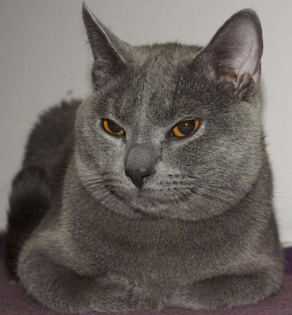 Serene Chartreux cat with plush blue gray fur and amber eyes resting on soft rug wallpaper background