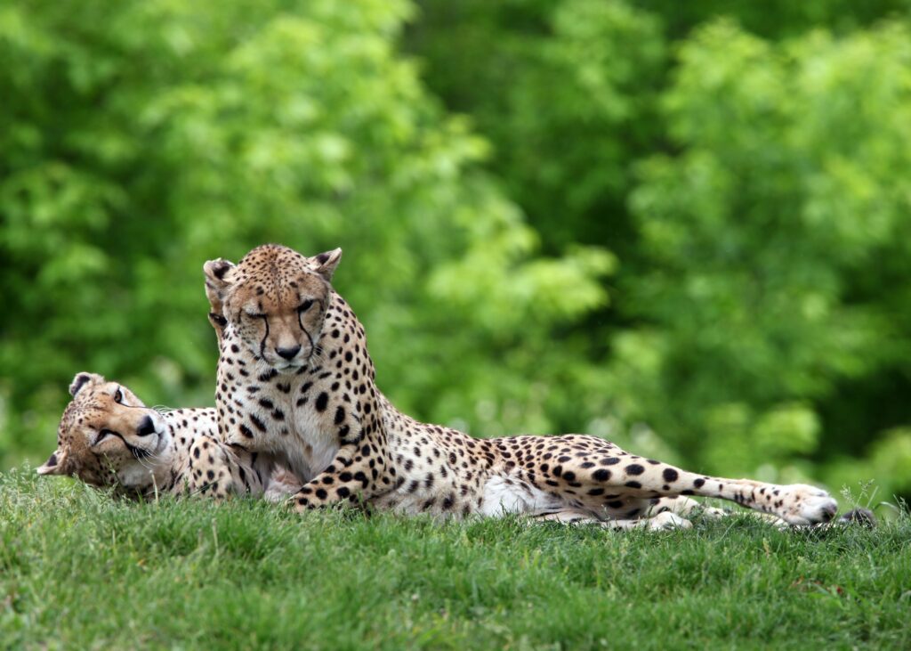 Serene Cheetahs Wallpaper: Tranquil Lounge on Lush Green Grass