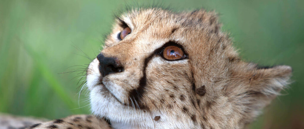 Cheetah Close-Up Wallpaper: Intense Gaze on Soft Green Background