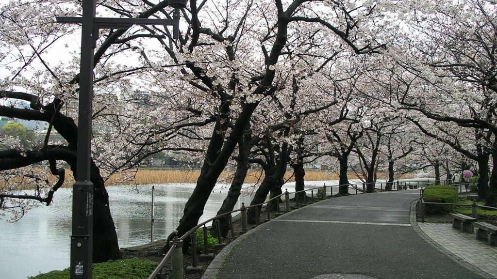 Winding road with cherry blossom trees in full bloom beside a calm river spring park scene Wallpaper
