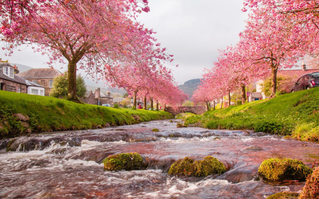 Tranquil Cherry Blossom Stream Wallpaper - Serene Japanese Spring Scene