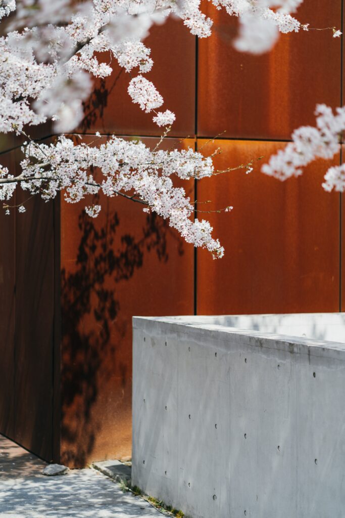 Serene Cherry Blossom Wallpaper Against Modern Rust Wall Background