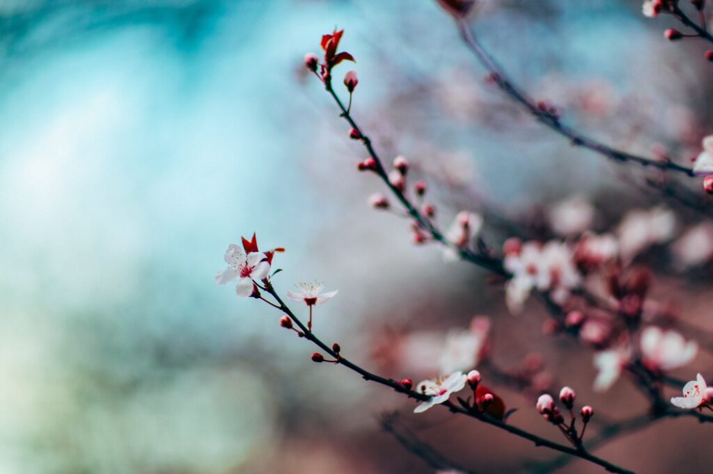 Serene Cherry Blossom Wallpaper: Delicate Flowers & Blurred Background