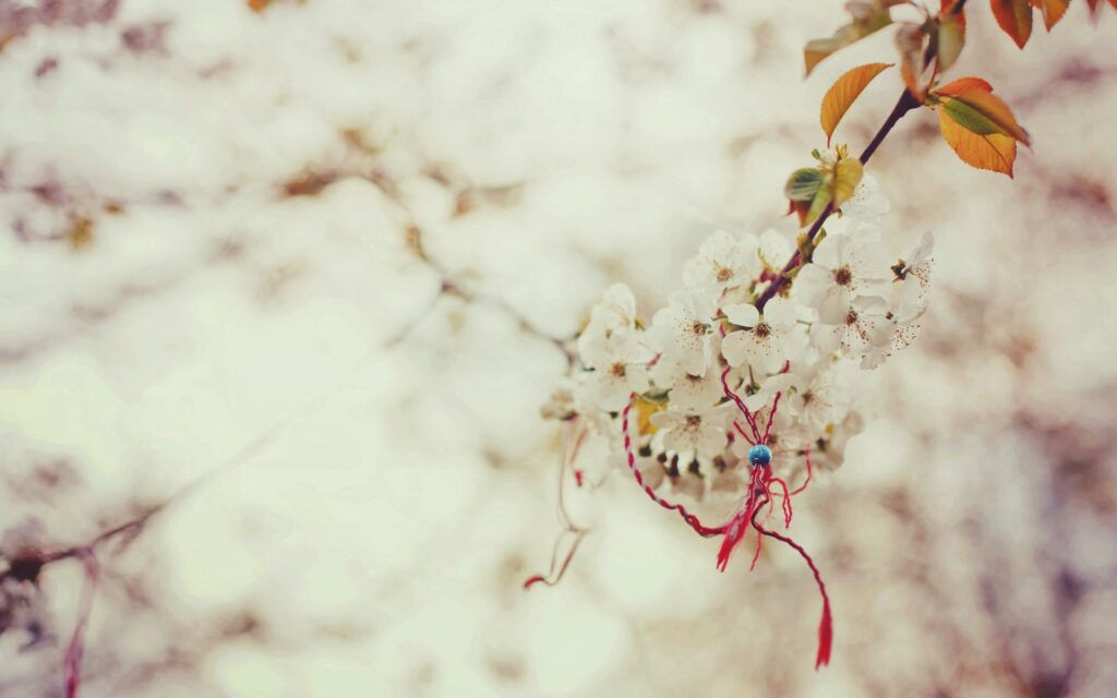 Serene Spring Wallpaper: Blooming Cherry Branch & White Flowers